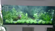 Pflanzen im Aquarium Juwel Rio 180