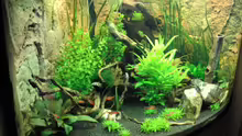 Pflanzen im Aquarium Juwel Trigon 190