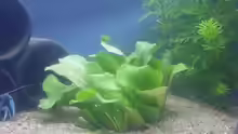 Pflanzen im Aquarium Krebsbecken
