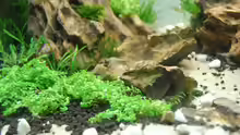 Pflanzen im Aquarium Little Paradise