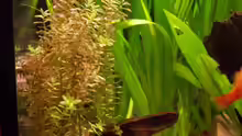Pflanzen im Aquarium Meeki-Heim