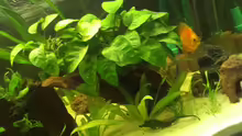 Pflanzen im Aquarium meine kleene Pfütze