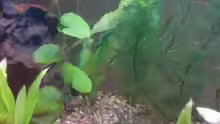 Pflanzen im Aquarium MeinErstes