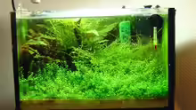 Pflanzen im Aquarium Miniwiese