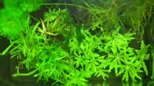 Pflanzen im Aquarium Nano Cube 1.0