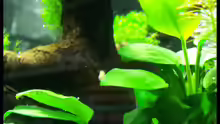 Pflanzen im Aquarium NC10-01