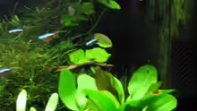 Pflanzen im Aquarium Nelchen - Mischbecken