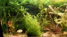 Pflanzen im Aquarium Nr.1
