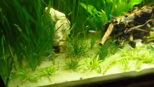 Pflanzen im Aquarium (nur noch Beispiel) wird umgebaut