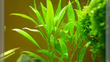 Pflanzen im Aquarium nur noch Beispiel
