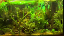 Pflanzen im Aquarium Planschbecken