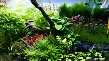Pflanzen im Aquarium Red/Blue/Green