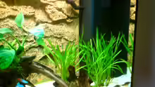 Pflanzen im Aquarium rio 125