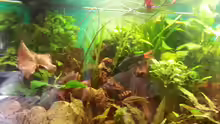Pflanzen im Aquarium Rio 400 (existiert nicht mehr)