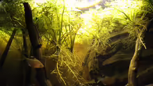Pflanzen im Aquarium Rio Negro