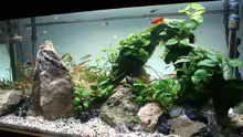 Pflanzen im Aquarium Rock