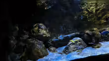 Pflanzen im Aquarium Rockzolid Cave (Aufgelöst)
