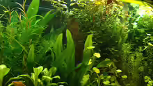 Pflanzen im Aquarium RR-Becken