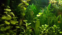 Pflanzen im Aquarium RR-Becken