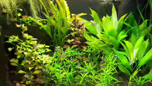 Pflanzen im Aquarium Salmlerwelten (umgebaut zur Amerika Räuberwelt))