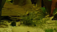 Pflanzen im Aquarium Schwarzwasser (wegen Planarien aufgegeben)