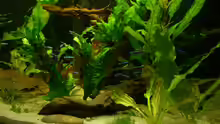 Pflanzen im Aquarium Schwarzwasser (wegen Planarien aufgegeben)