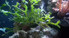 Pflanzen im Aquarium Sera marin Biotop Cube 130