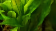 Pflanzen im Aquarium south america - green hell