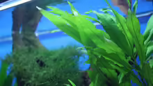 Pflanzen im Aquarium Süd/Mittelamerika