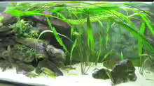Pflanzen im Aquarium Tanganjika