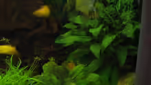 Pflanzen im Aquarium Trigon 190