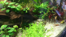 Pflanzen im Aquarium Trigon 350