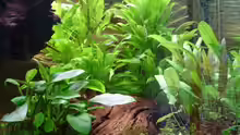 Pflanzen im Aquarium Wood world (nur noch als Beispiel)