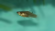 Phallichthys tico