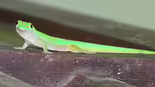 Phelsuma astriata