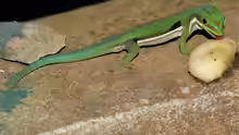 Phelsuma dorsivittata