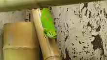 Phelsuma grandis
