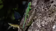 Phelsuma guimbeaui