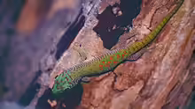 Phelsuma kochi