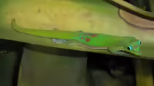 Phelsuma laticauda
