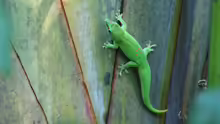 Phelsuma madagascariensis