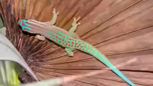 Phelsuma ornata