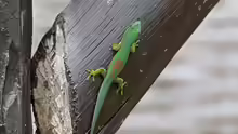 Phelsuma pusilla