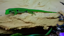Phelsuma quadriocellata
