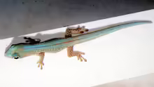 Phelsuma robertmertensi