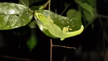 Phelsuma seippi