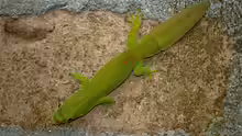 Phelsuma serraticauda