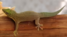 Phelsuma standingi