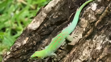 Phelsuma sundbergi
