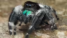 Phidippus regius